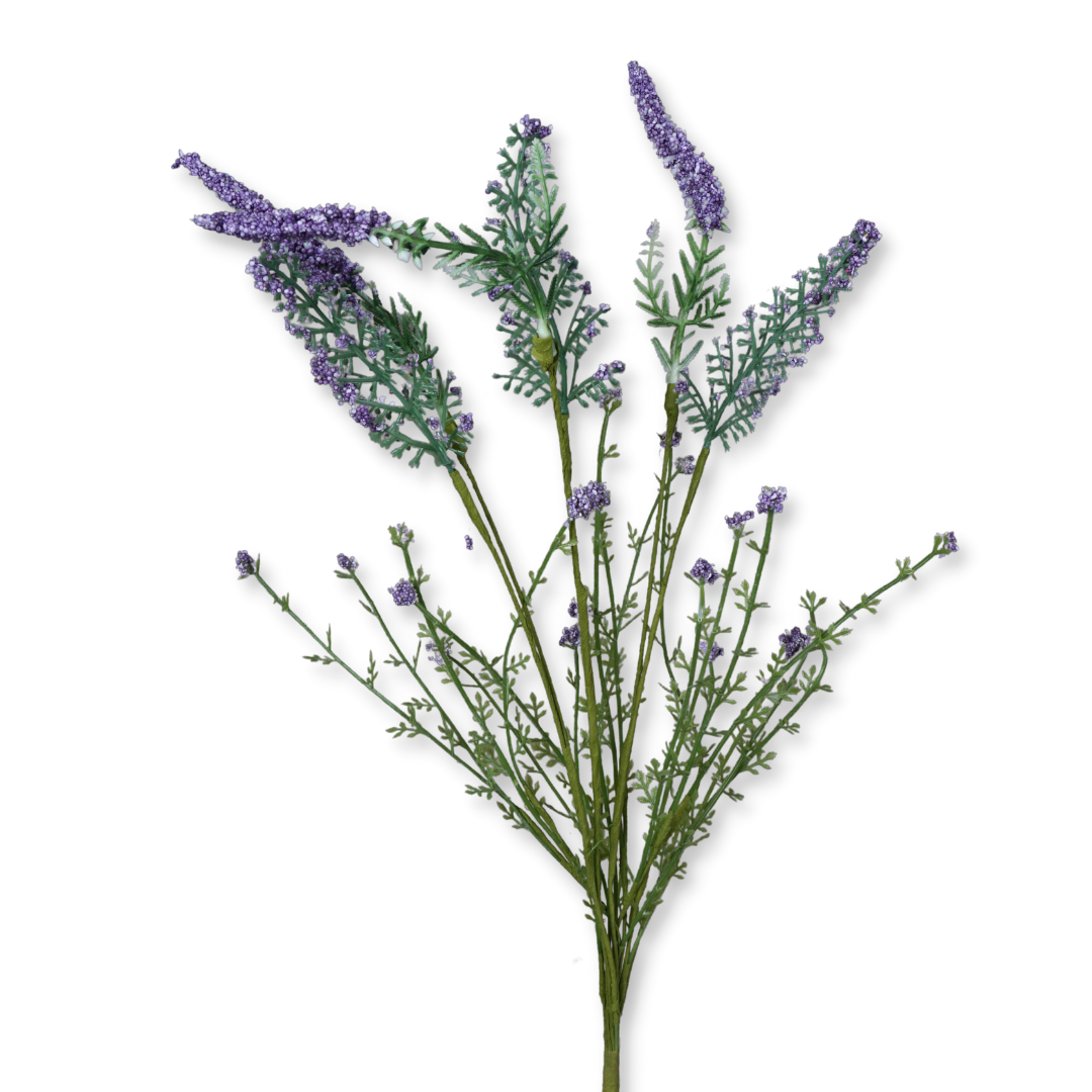 Lavendel Busch Flieder
