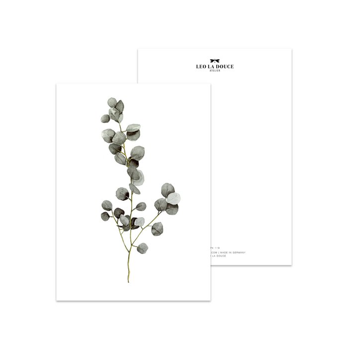 Postkarte - Eucalyptus