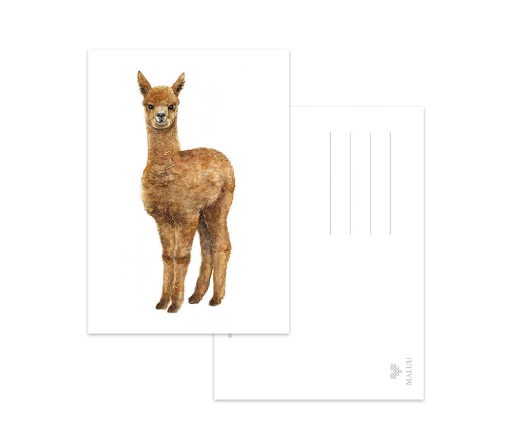 Postkarte Alpaca