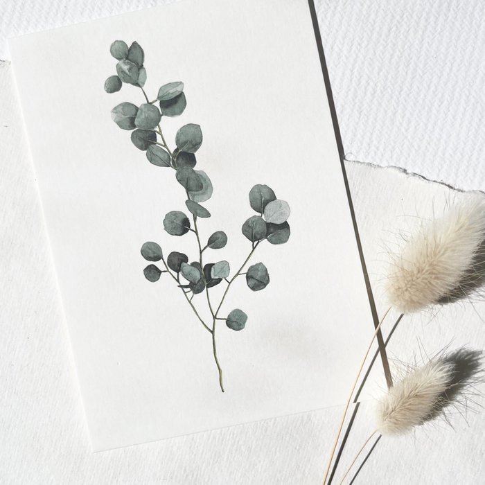 Postkarte - Eucalyptus